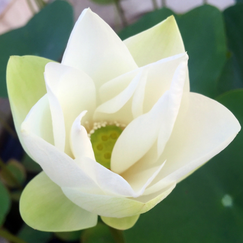 Ajahn na